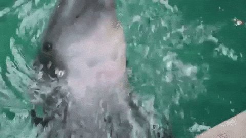 @SleeperNFL Dolphins 