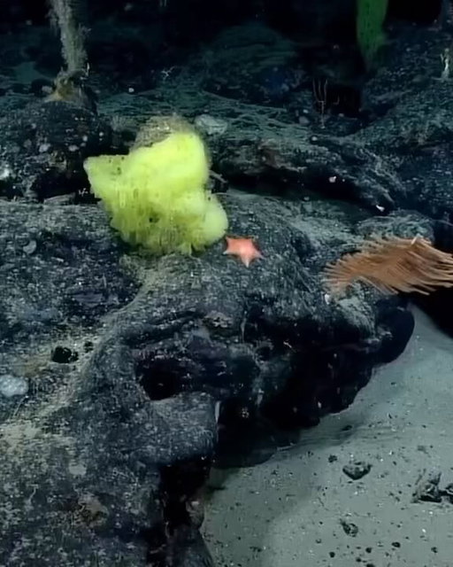 Scientists may have found the real life SpongeBob and Patrick nearly 6,200 feet below the Atlantic. 

A NOAA expedition captured a yellow sponge and pink sea star sitting side by side, and marine biologist Christopher Mah pointed out the obvious comparison.

[🎥: via/ NOAA] 