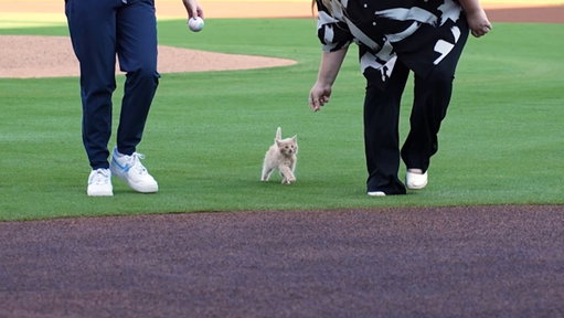 ChipPurr Jones with the cutest first pitch you've seen all year. 