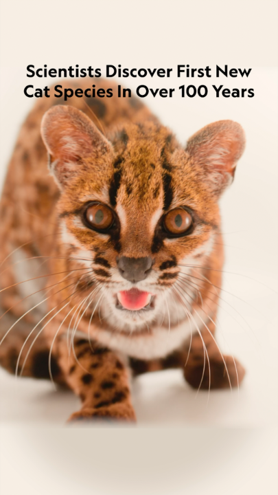 New cat alert! A call from a wildlife sanctuary about a "weird cat" has led to the first new cat species discovered in over 100 years in Bolivia’s Yungas forest ecoregion. Learn more about this feline surprise: https://t.co/crffXvPqH4 