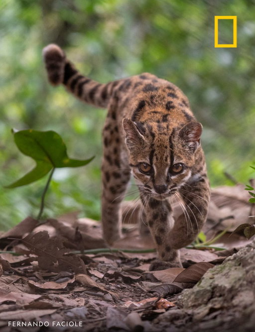 A new species of cat has been identified for the first time in a century—and experts think that there may be even more to discover around the world: https://on.natgeo.com/n5nxra 
