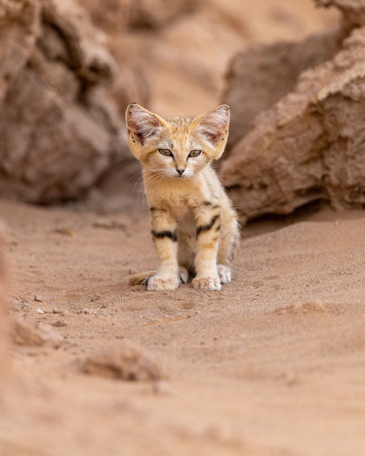 Rare sand cat kitten spotted in Morocco’s desert.

[📸: @remivcr ] 