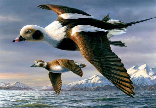 The @USFWS announced that Robert Hautman of Delano, Minnesota, won the 2026 Federal Duck Stamp Art Contest with his stunning acrylic painting of a pair of long-tailed ducks. This marks Hautman’s fourth Federal Duck Stamp Art Contest victory.

Chosen from 331 entries, the winning artwork was selected during the two-day competition hosted by Ducks Unlimited at its National Headquarters in Memphis, Tennessee.

The winning artwork will appear on the 2027-2028 Federal Migratory Bird Hunting and Conservation Stamp, commonly known as the Federal Duck Stamp.

Learn more: https://www.ducks.org/newsroom/2026-federal-duck-stamp-winner-announced-during-annual-national-contest-at-ducks-unlimited-headquarters

Photo: The winner of the 2026 Federal Duck Stamp Art Contest is Robert Hautman of Delano, Minnesota, with an acrylic painting of a long-tailed duck pair. © Robert Hautman, used with permission.