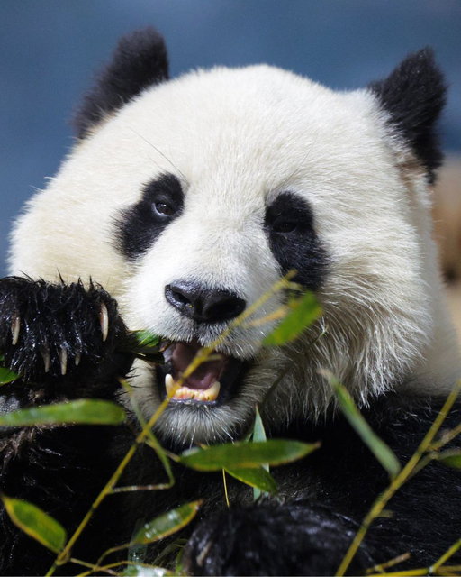 Two giant pandas sent by China arrived in the United States on Sunday, Beijing's state media said, after a leaders' summit that was heavy on symbolism and light on major breakthroughs. Read more: https://t.co/pRjOfOWrKP 