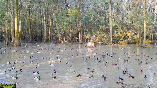 Know When to Go: More and more waterfowl hunters are using cellular trail cameras in their scouting systems. Here’s why you should consider utilizing cameras in your setup for the season ahead.

Read now: https://www.ducks.org/hunting/waterfowl-hunting-gear/know-when-to-go

Brought to you by: #REVEALbyTactacam

Video courtesy of #Tactacam