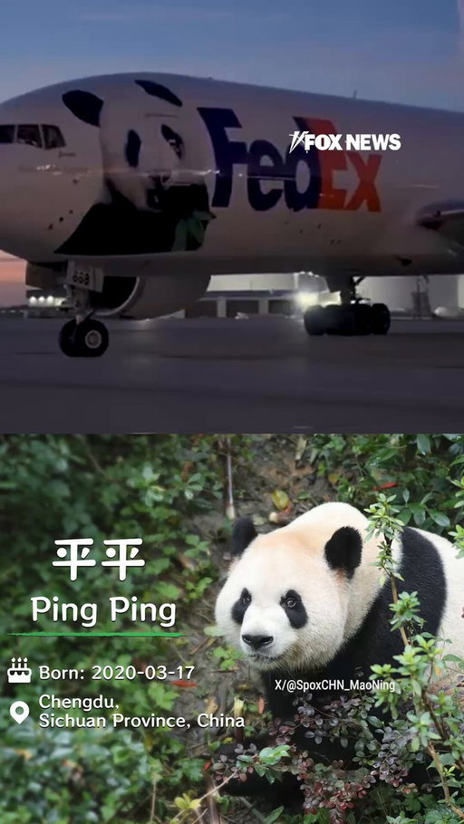 Cuteness has officially touched down in Atlanta.

Ping Ping and Fu Shuang arrived from China and made their way to their new home at Zoo Atlanta, giving the city two lovable new residents and putting a furry face on a closely watched moment in U.S.-China relations.

The pandas arrived just days after Chinese President Xi Jinping announced the move during his White House visit, pointing to the bears as a symbol of friendship between the American and Chinese people.

Now the pair begins about a month in quarantine before making their public debut.