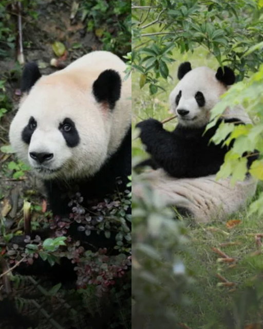 Two giant pandas have arrived in Atlanta aboard the "Panda Express." 🐼✈️

Ping Ping and Fu Shuang traveled 8,000 miles from China on a 16-hour flight. 