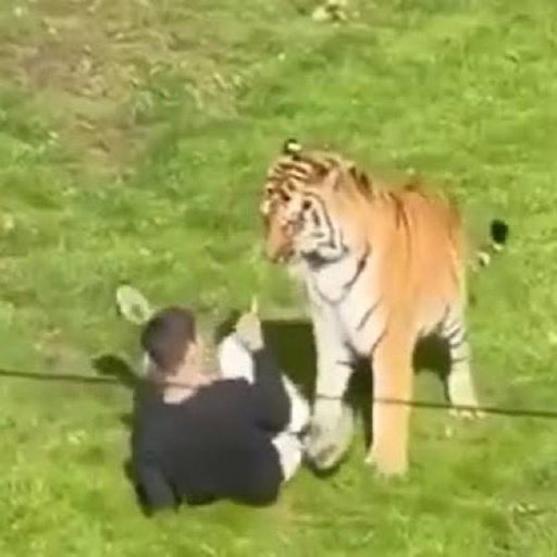 The guy who went into a tiger enclosure at Yorkshire Wildlife Park in the UK has dıed. 