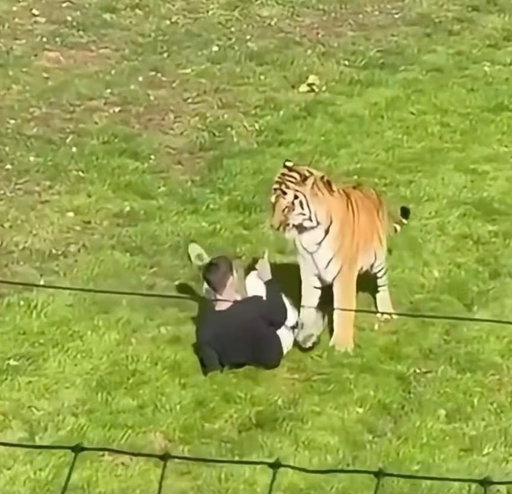 A man died after entering a tiger enclosure at Yorkshire Wildlife Park near Doncaster, England

Emergency services responded, but he was pronounced dead at the scene. The park was evacuated and closed for the rest of Saturday and Sunday. Authorities urged people not to share distressing footage of the incident. 

(📸: Getty, via @cnn)