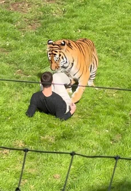Yorkshire Wildlife Park Tiger Will Not Be Euthanized After Incident, the park confirmed.

Altai, an endangered Amur tiger who arrived from Norway last year, is “safe and well.” A man died after entering the enclosure, police said. Visitors told the Mail on Sunday they saw him dancing with his AirPods in before he entered. The park closed for the remainder of the weekend, and staff affected by the incident are receiving specialist support.

(Via @Independent)