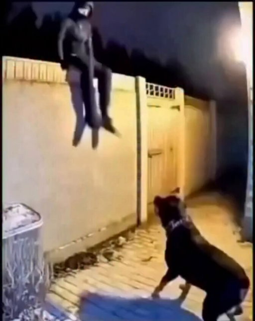 Yup, he will NEVER try to rob someone’s house again after this.

Good doggo. 