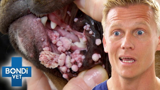 The Most Disgusting Pet Cases Ever Treated | Bondi Vet