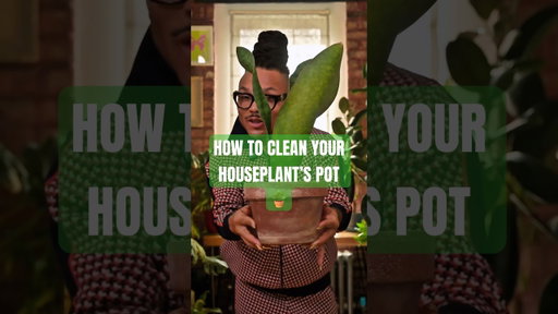 Why Your Plant Pot Looks Chalky (And How to Fix It) #plants #plantcare