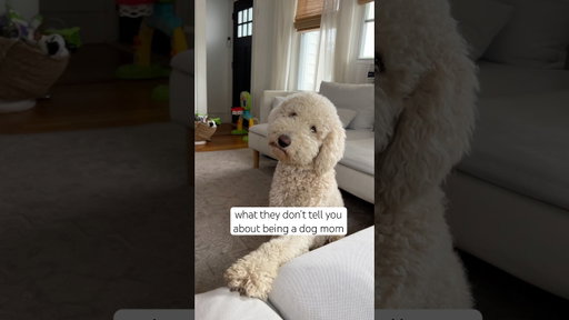 Are all dogs like this?!?😭 or is it just golden doodles? #goldendoodle #doodlepuppy