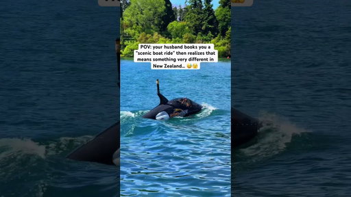 $100,000 boat ride?! 🤯🦈 would you do this?? #newzealand #bucketlist #adrenaline #travel