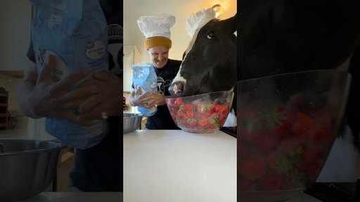 Trying to make strawberry shortcake with Bruce! #cow #brucethecow #farm #animals