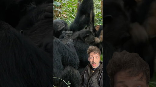 Chimpanzees are at WAR