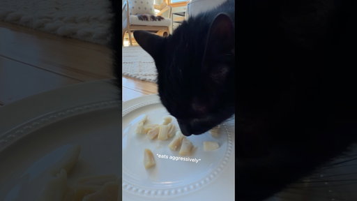 Fine Dining With My Cat