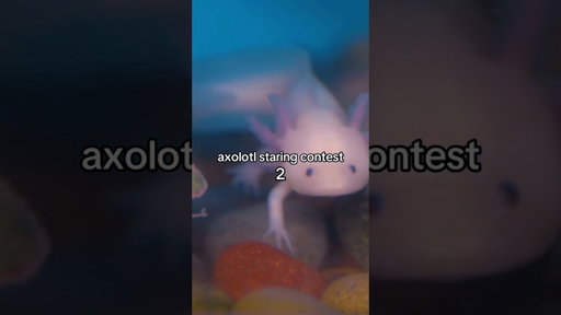 Axolotl Staring Contest 📍- SeaWorld San Diego