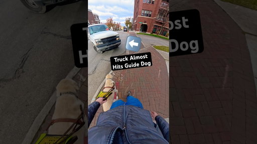 Truck Almost Hits Guide Dog! #guidedog #guidedogs #dog #dogs