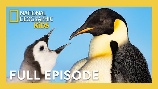 Secrets of the Penguins Full Episode 🐧🤫 | Heart of the Emperors | 40 Minutes | Nat Geo Kids