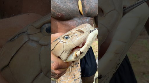 Milking giant king cobra venom #snake #shorts #tiktok #fyp #venom #indonesia #kingcobra