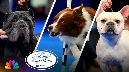 Best Moments of the Show | 2025 National Dog Show Presented by Purina | NBC