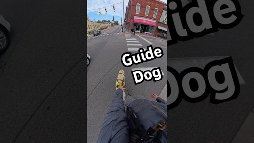 Did My Guide Dog Make a Mistake?!?! #guidedog #dog #dogs