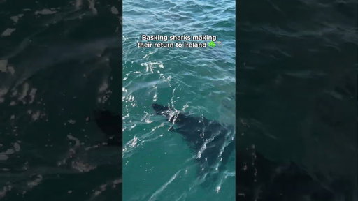 Sharks in Ireland?🦈☘️