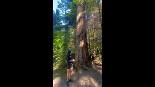 Douglas Fir Part 2