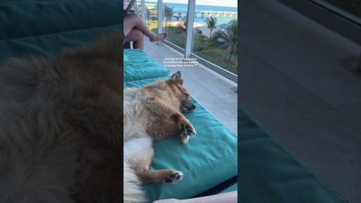 It’s your dog’s first time living too ❤️