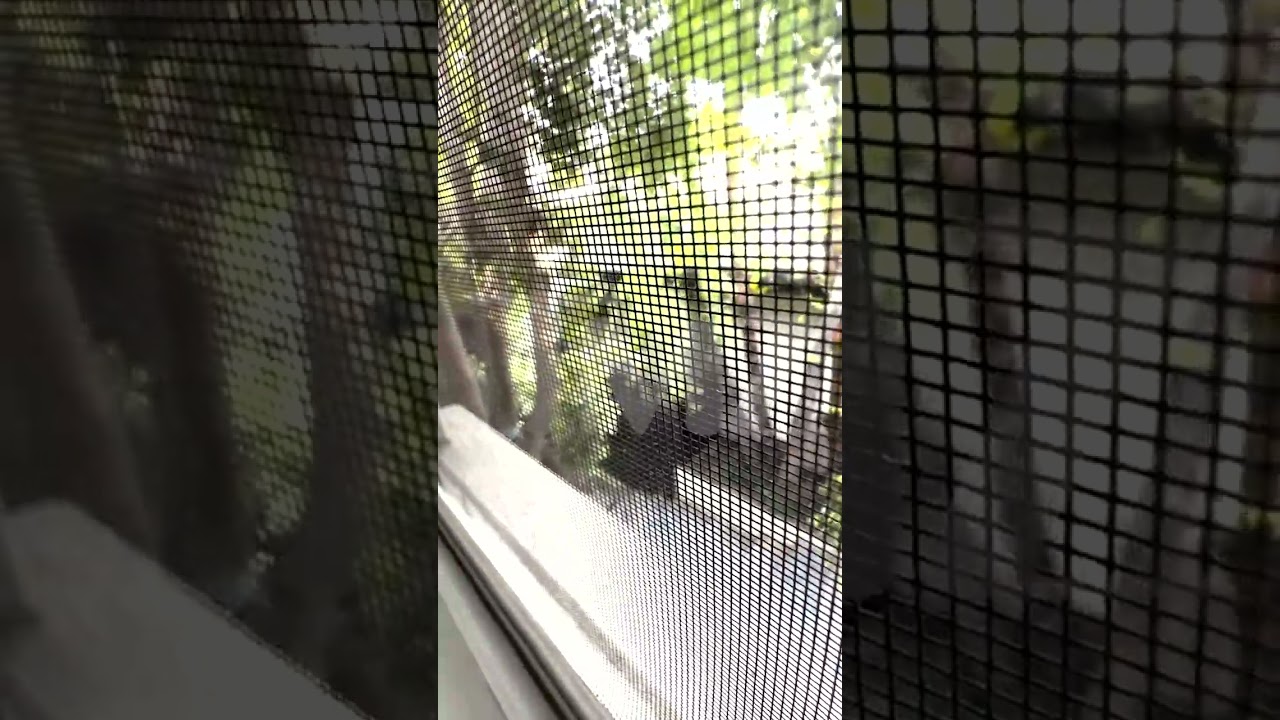 NEW ANGLE: D4vd Arrest Video Shows Heavily Armed Police Presence