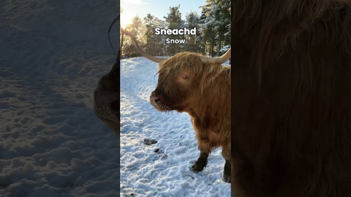 Learn Scottish Gaelic with Highland cows! 🐮🏴󠁧󠁢󠁳󠁣󠁴󠁿