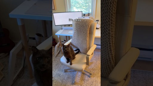 Life As A WFH Cat Mom