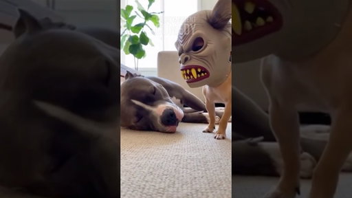 Dog Scares The Sh*t Out of His Pitbull Friend! 😱🐶
