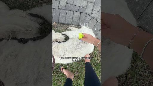 Helping a stranger remove an embedded tick from their dog - HE HAD ZERO CLUE???