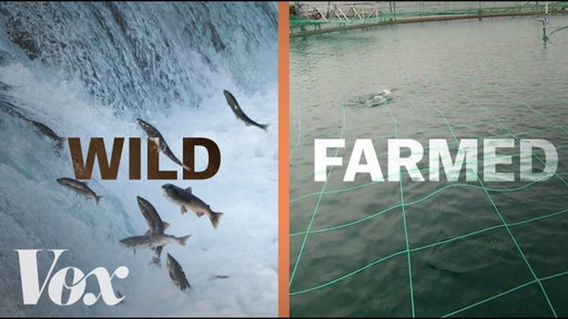 The salmon dilemma