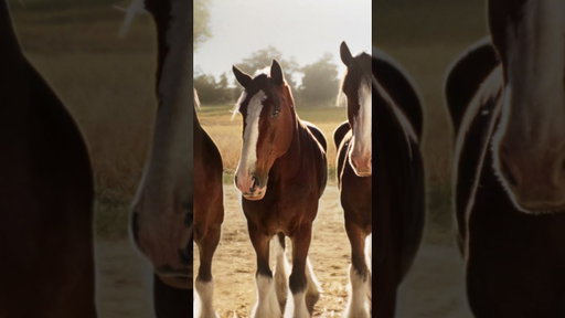 Budweiser | Super Bowl LX Teaser ' Stable'