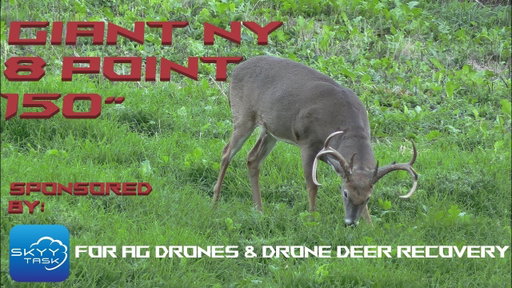Giant NY Buck | 8 point  | 150" #hunting #bigbuck #bowhunting