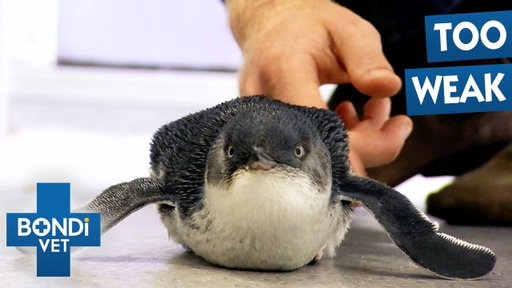 Tiny Penguin Washed Up On Bondi Beach In Big Trouble | Bondi Vet Double Episode