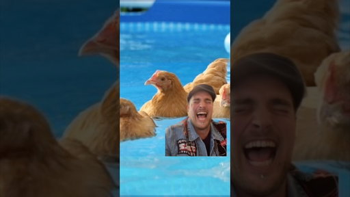 POULE PARTY! #french #poule #swimmingpoule #merch #tshirts #carpoule