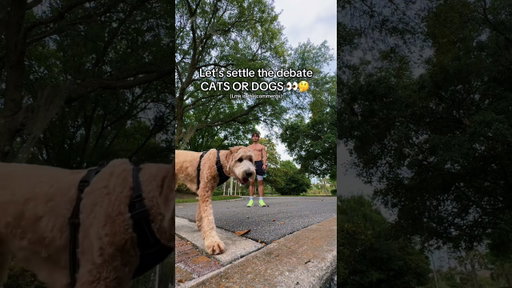 Dogs , Cats any day of the week 👑