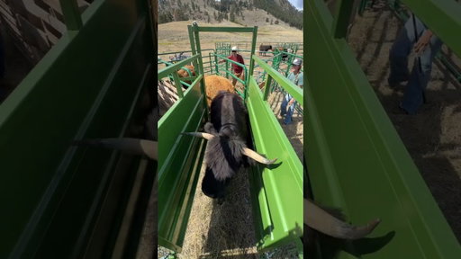 much like horses, their health goes downhill when hooves are neglected.