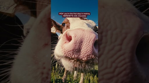 Cow diet changes milk flavor! 🐄 Fresh milk gives HERSHEY’S chocolate that exact flavor you love!
