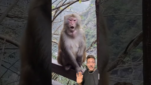 Wild Monkeys in Florida