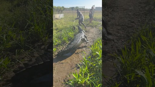 Feeding a hungry crocodile 🐊  #fyp #tiktok #australia #explore #crocodile #florida #indonesia
