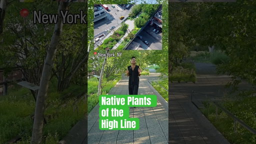 Let’s take a field trip to explore the NATIVE PLANTS of the High Line 🌱 🌳 #nature #naturelovers