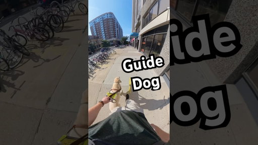 Guide Dog Finds the “Trash Can” #guidedog #dog #dogs