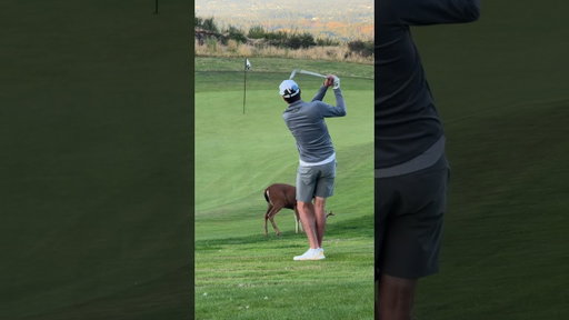 Canada vs Australia. One will kill yah 🐻 One will cuddle yah 🐨 #golf
