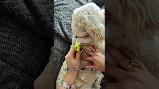 She Kept Itching… Then I Found THIS on Winnie 😰 (Every Dog Owner Needs This)